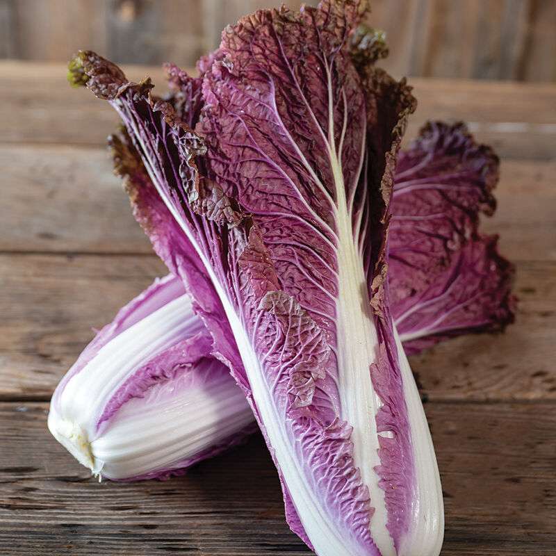 Red Trumpet (F1) Chinese Cabbage Seed
