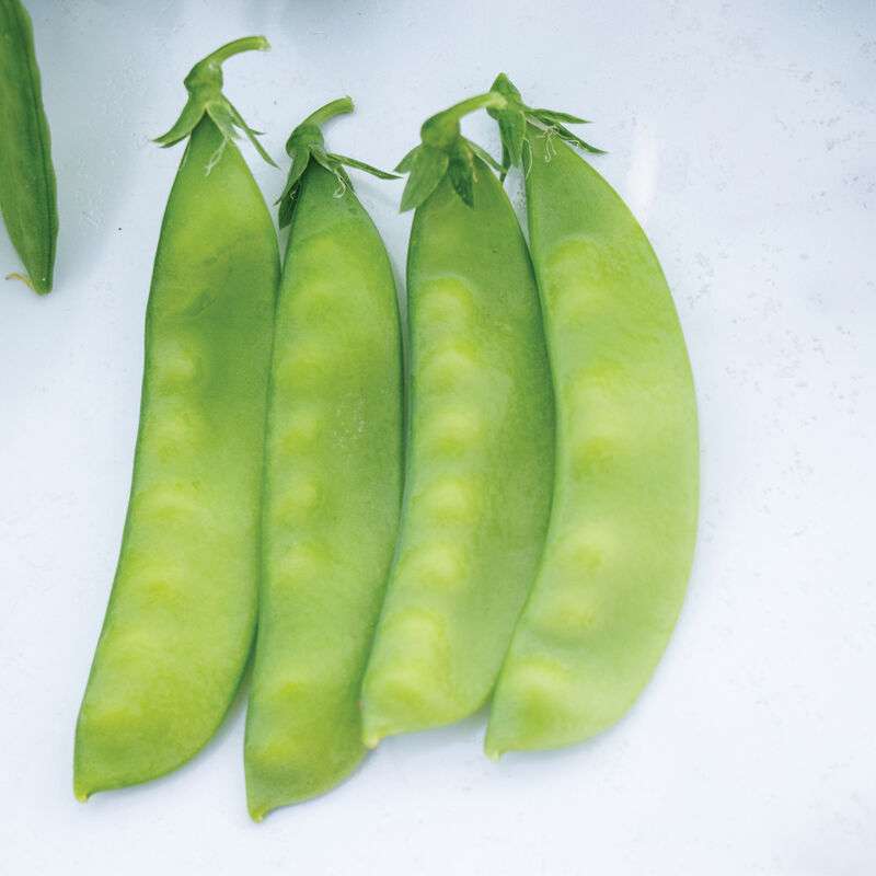Oregon Sugar Pod II Organic Pea Seed
