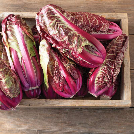 Luna Rossa Radicchio Seed