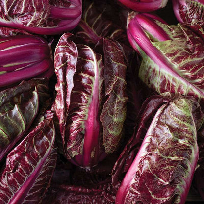 Luna Rossa Radicchio Seed