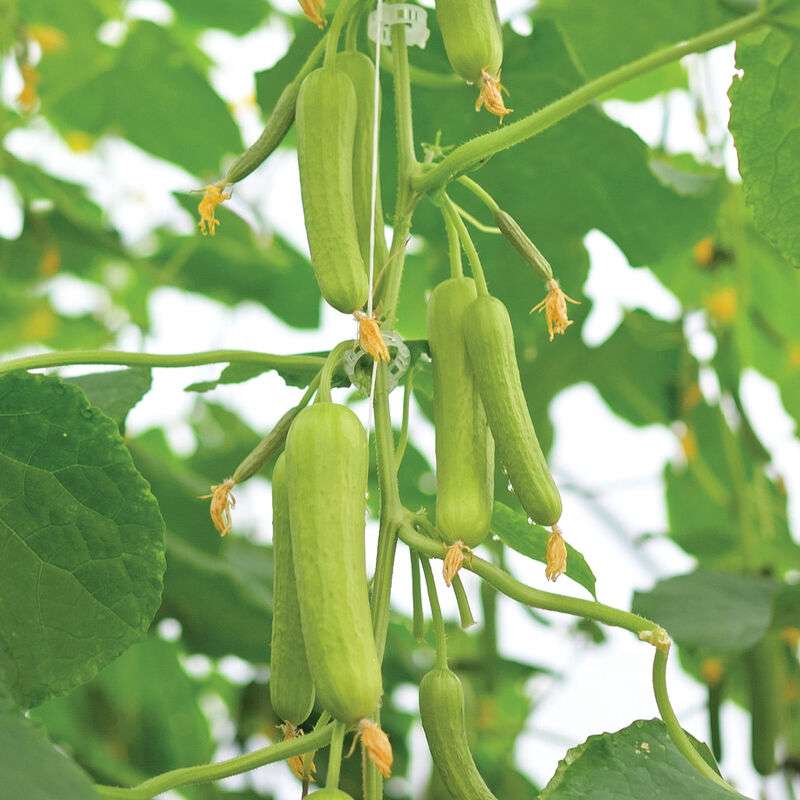 Mojito (F1) Cucumber Seed