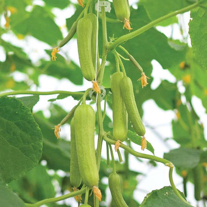 Mojito (F1) Cucumber Seed