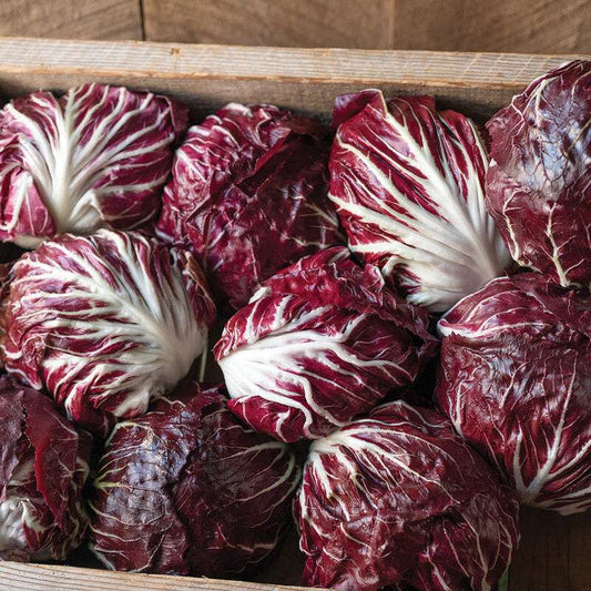 Speeder (F1) Radicchio Seed