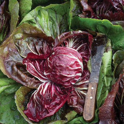 Speeder (F1) Radicchio Seed