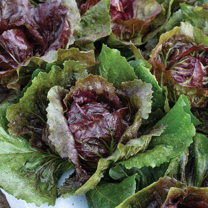 Speeder (F1) Radicchio Seed