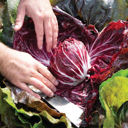 Speeder (F1) Radicchio Seed