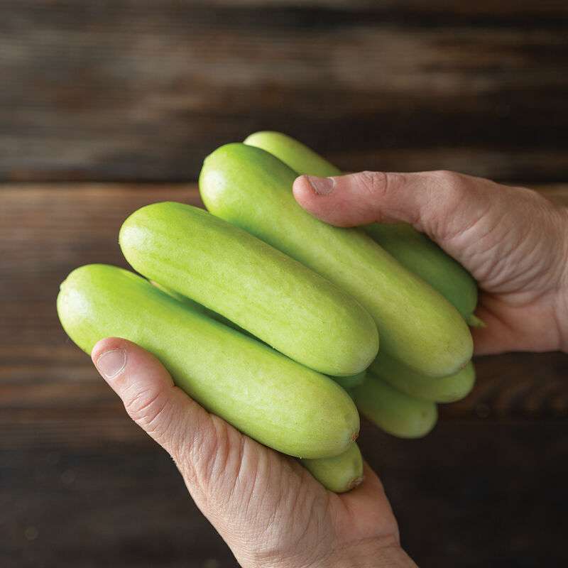 Gimlet (F1) Cucumber Seed