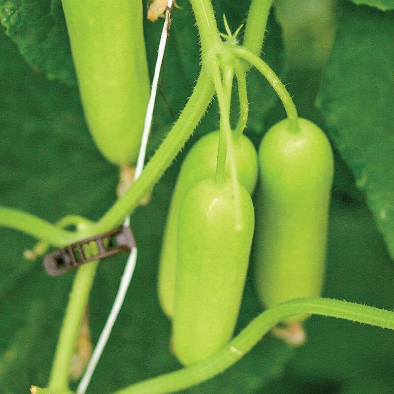 Gimlet (F1) Cucumber Seed