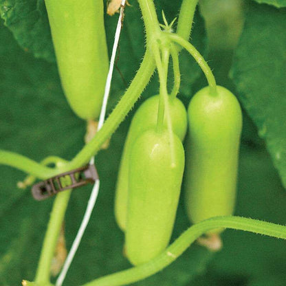 Gimlet (F1) Cucumber Seed