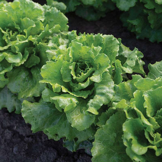 Reno Pelleted Lettuce Seed