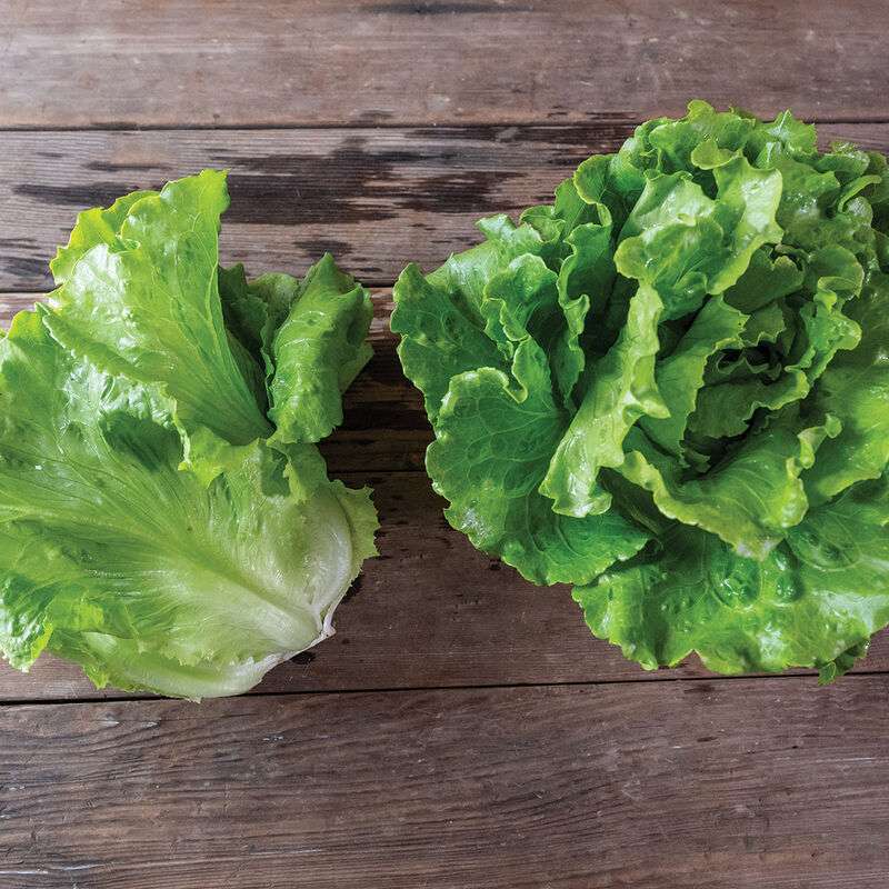 Reno Pelleted Lettuce Seed