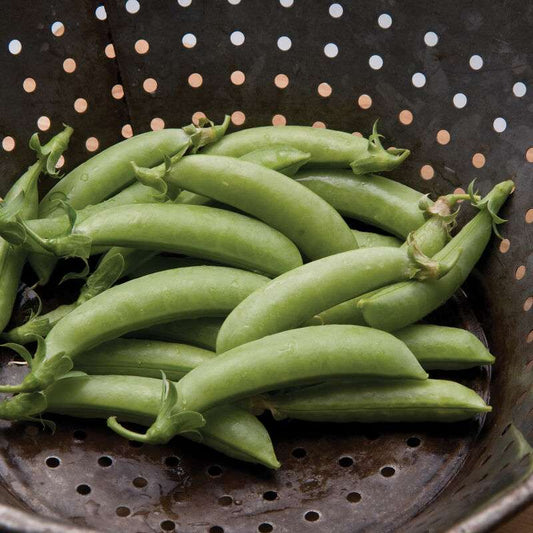 Sugar Snap Organic Pea Seed