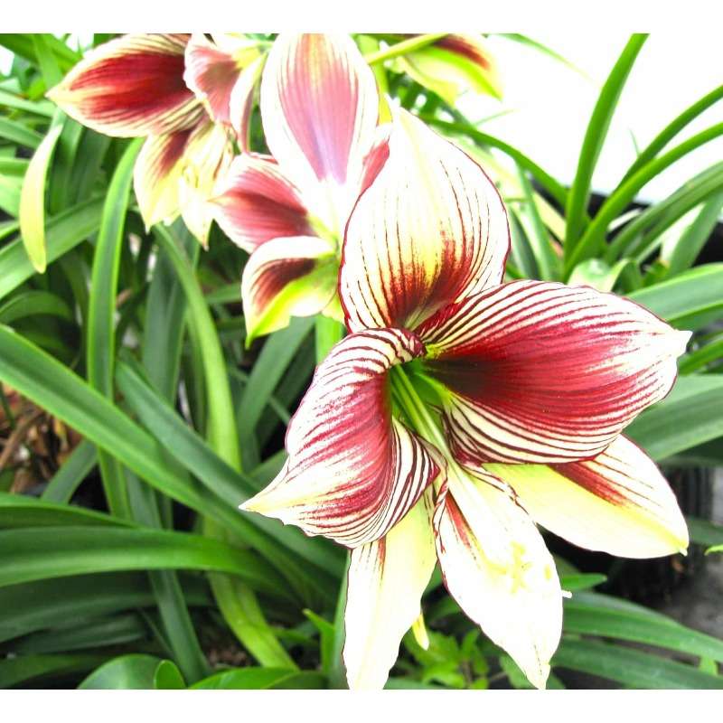 273pcs Phoenix Butterfly Single Branch Flower Seeds