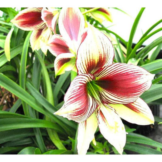 273pcs Phoenix Butterfly Single Branch Flower Seeds
