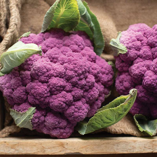 Amethyst (F1) Cauliflower Seed