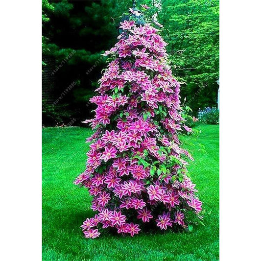100 PCS Elegant Climbing 'Princess Diana' Clematis Seeds - Bringing Royal Pink Beauty to Your Garden