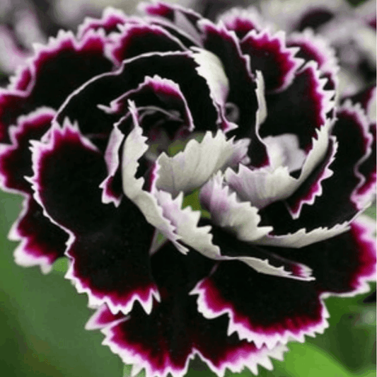 100 PCS Colorful Carnation Seeds - Enchanting Black and White Blooms for Your Garden