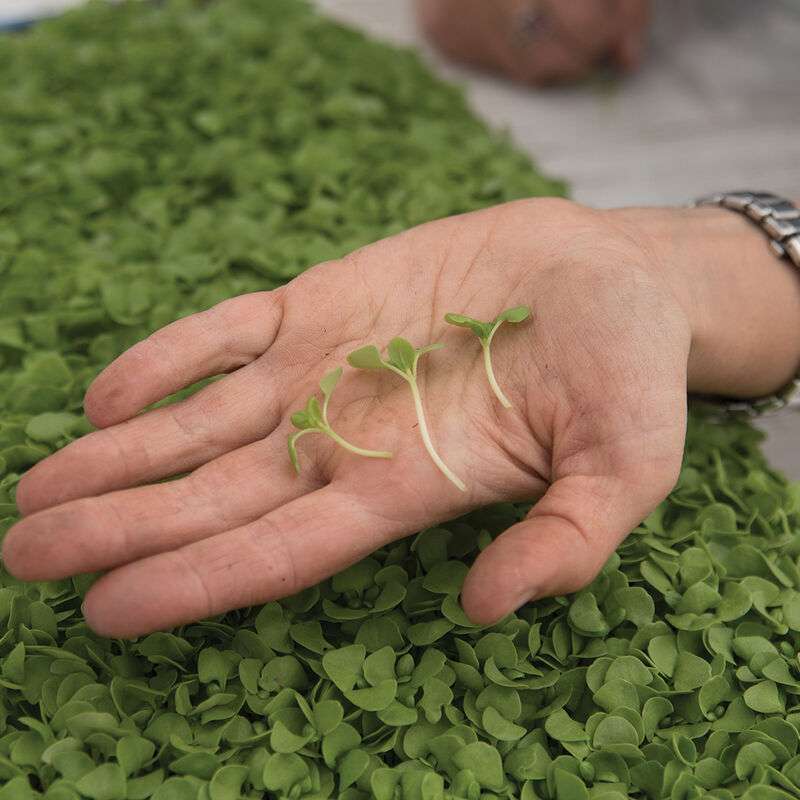 Basil, Italian Large Leaf Microgreen Seed