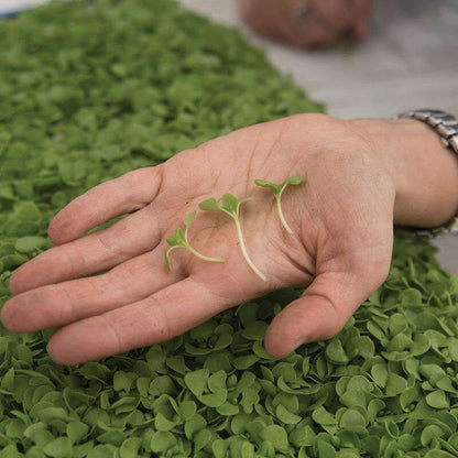 Basil, Italian Large Leaf Microgreen Seed