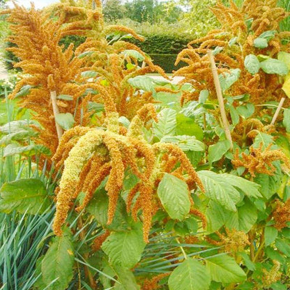 100 PCS Vibrant Tailless Amaranth Seeds - Amaranthus caudatus for Ornamental Gardens & DIY Projects