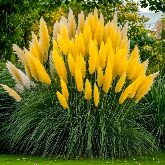100 PCS Vibrant Bright Yellow Pampas Grass Seeds - Elevate Your Garden's Charm