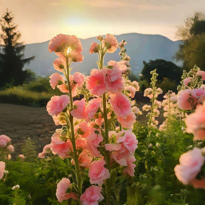 100 PCS Exquisite Mixed Double Hollyhock (Alcea Rosea) Flower Seeds - Ideal for Your American Garden