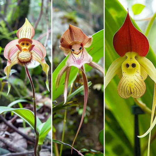 200pcs Mixed Monkey Orchid Seeds for Planting -Exotic Monkey Orchid Flowers Seeds - Perennial Flowers Seeds - Outdoor Garden Orchid Plants Grow Easily
