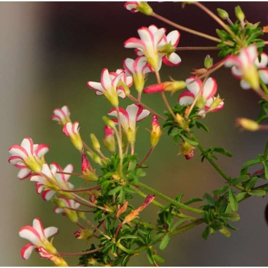 100 PCS Exotic Purple Shamrock Seeds (Oxalis triangularis)