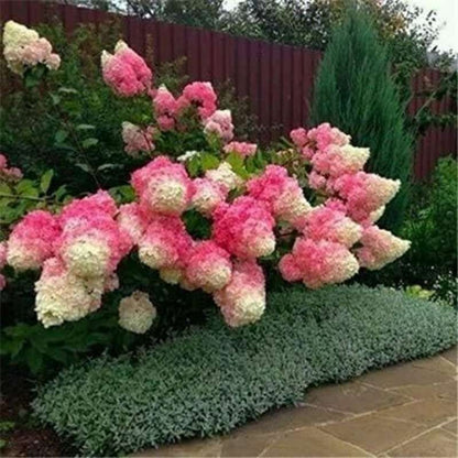 20 PCS Coneflower Strawberry Hydrangea Seeds (Strawberry Hydrangea paniculata) - Create a Magnificent Display of Blooming Balls in Your Garden