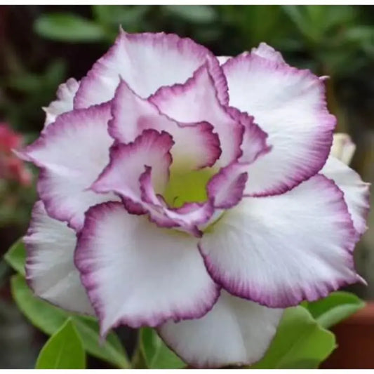 100 PCS Exotic Desert Rose Seeds - Effortless Growth, Vibrant Blooms
