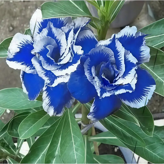 100 Pcs Rare Exotic Blue Double Desert Rose Seeds (Adenium Seeds)