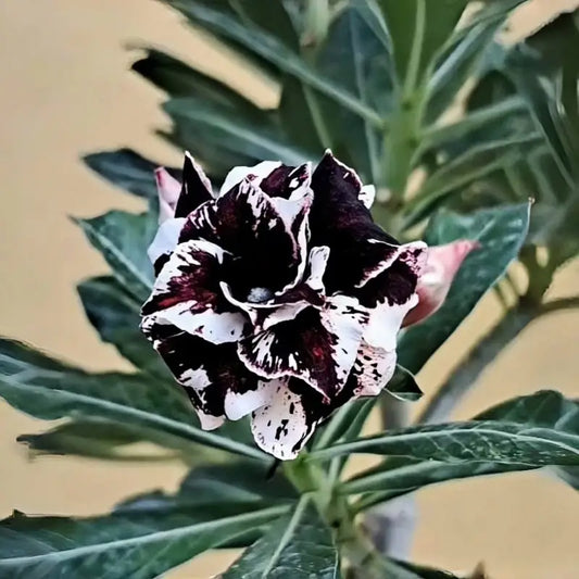100 PCS Black Double Desert Rose Seeds