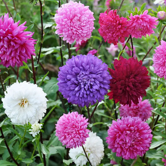 100 Pcs Mixed Vibrant Aster Seeds