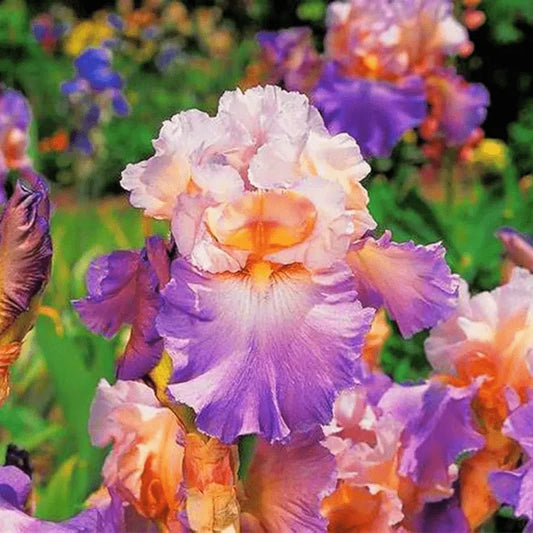 100 PCS Purple With White German Iris Seeds