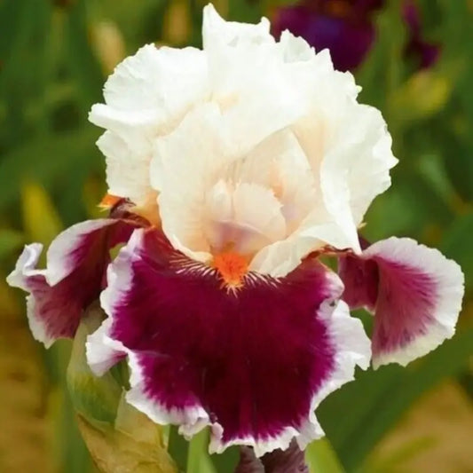 100 PCS Blood with White German Iris Seeds