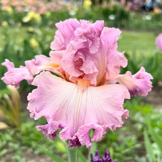 100 Pcs Exotic Pink Iris Seeds