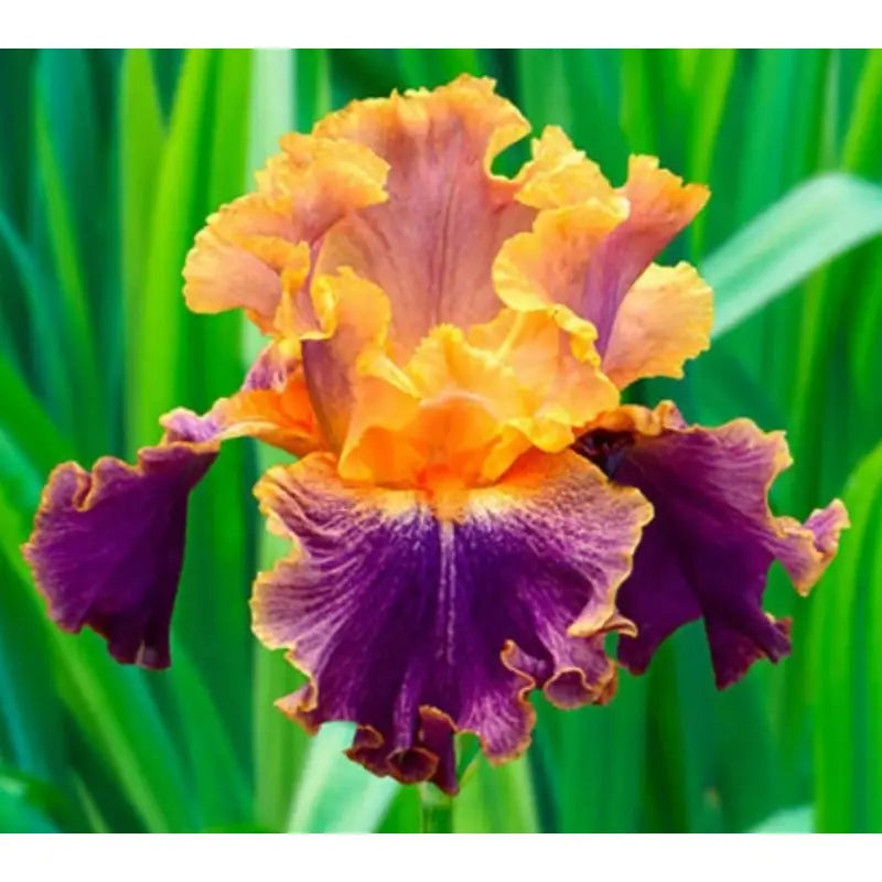 100 Pcs Yellow Purple German Iris Seeds