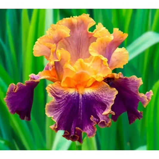 100 Pcs Yellow Purple German Iris Seeds