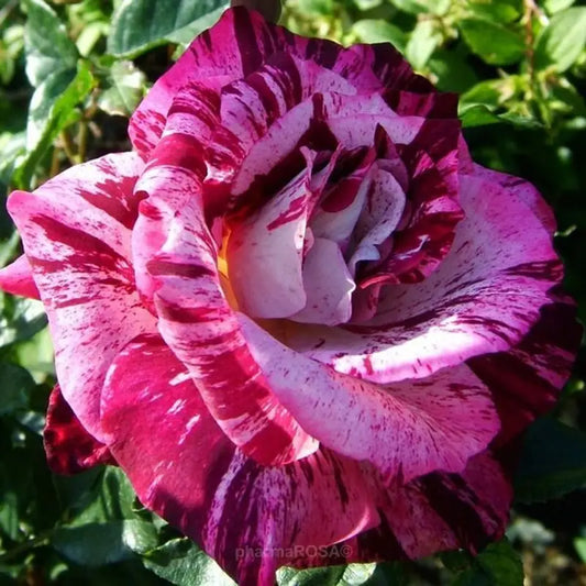 Purple Tiger Exquisite Rare Rose Seeds - 100 PCS