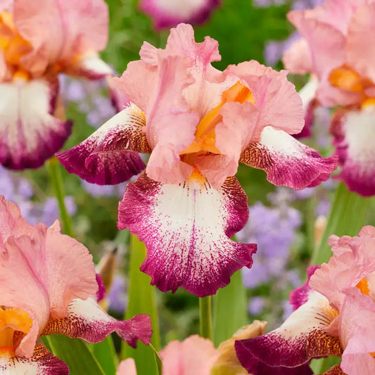 100 PCS Red Pink German Iris Seeds - Add a Touch of Elegance to Your Garden