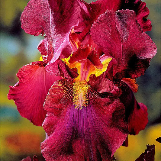 100 Pcs Blood German Iris Seeds