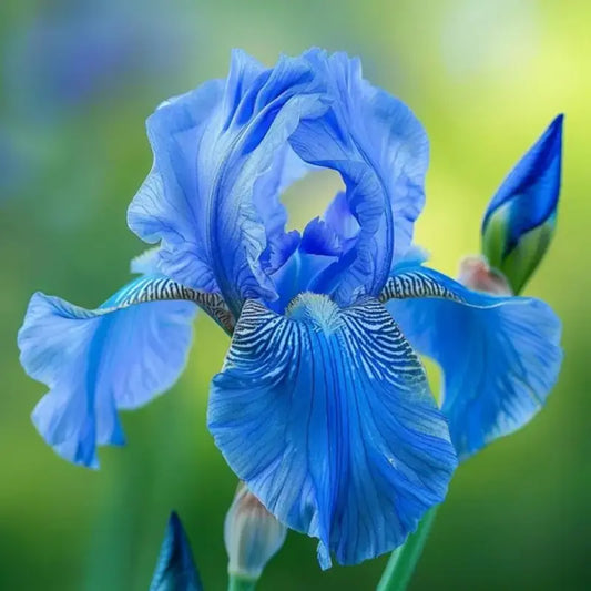 100 Pcs Blue Iris Seeds