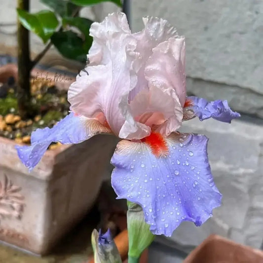 100 Pcs Blue White German Iris Seed - Stunning Beauty for Your Garden