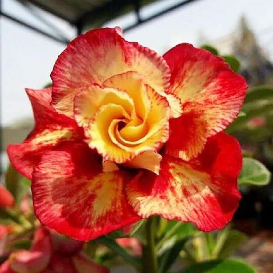 100 PCS Desert Rose Double Bloom Seeds - Grow Your Own Exotic Masterpiece
