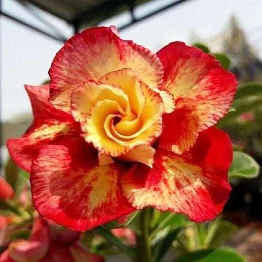 100 PCS Desert Rose Double Bloom Seeds - Grow Your Own Exotic Masterpiece
