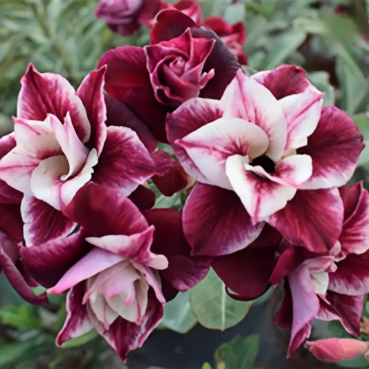 100 PCS Exotic Double-Petaled Desert Rose Seeds - Grow Luxurious Blooms in Your Garden!