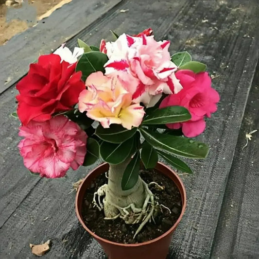 100 PCS Desert Rose Double Bloom Seeds- Unique Plant for Your Home
