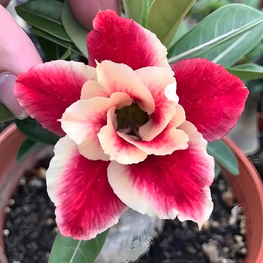 100 PCS Red and Cream Double Desert Rose Seeds