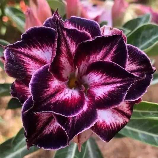 100 PCS Dark Purple Double Desert Rose Seeds