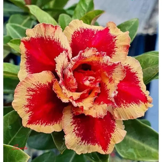 100 Pcs Yellow And Red Double Desert Rose Flower Seeds